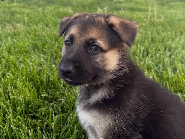 German Shepherd Dog Puppies media 2
