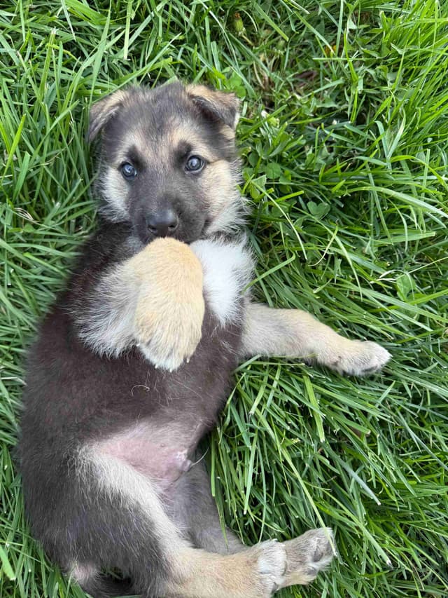 German Shepherd Dog Puppies media 4