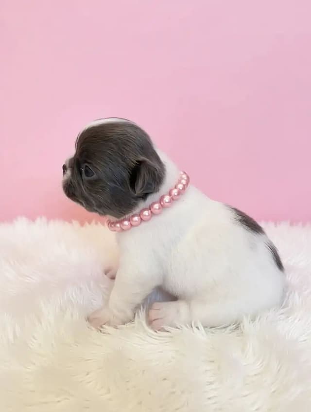 French Bulldog Puppies media 2