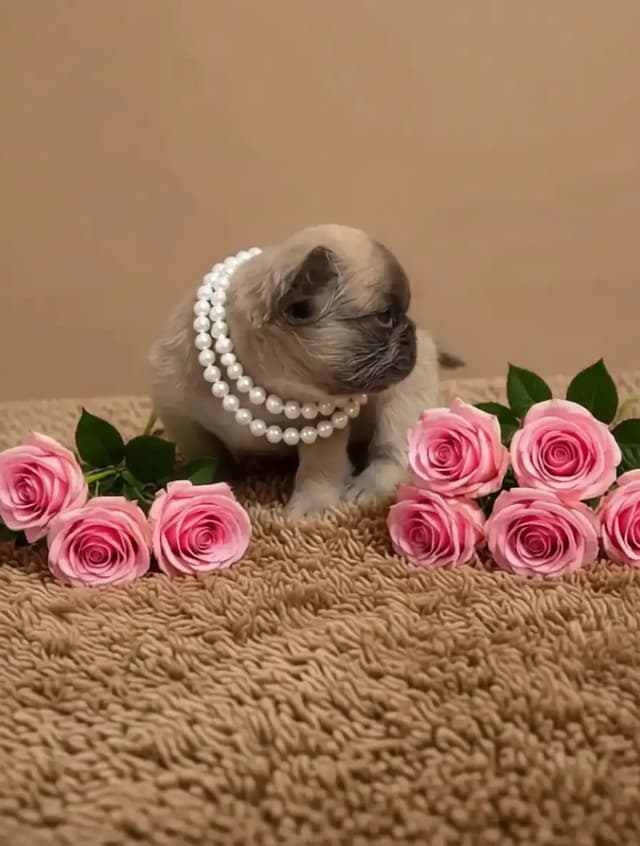 French Bulldog Puppies media 3