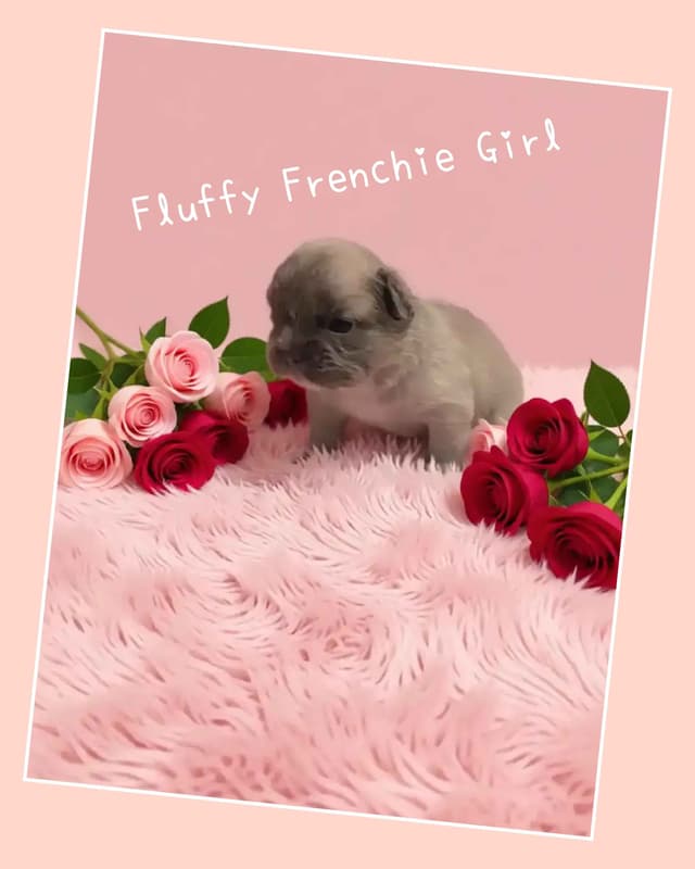 French Bulldog Puppies media 6
