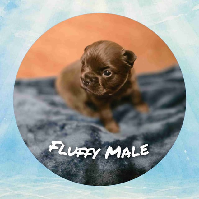 French Bulldog Puppies media 8