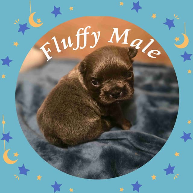 French Bulldog Puppies media 9