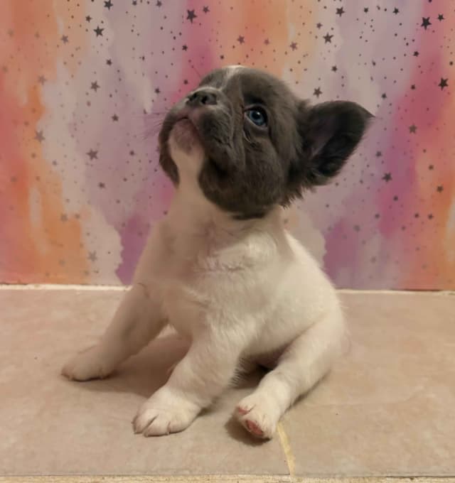 French Bulldog Puppies media 10