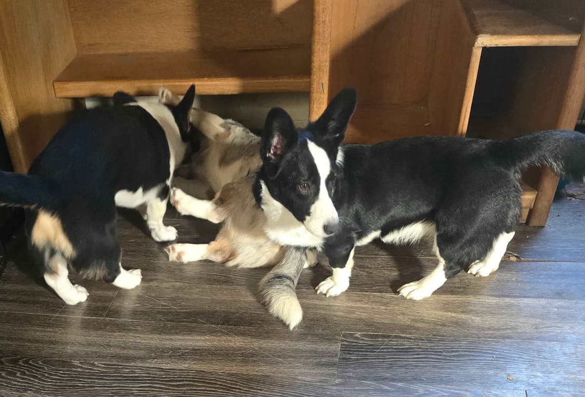 Cardigan Welsh Corgi Puppies breeder image 1