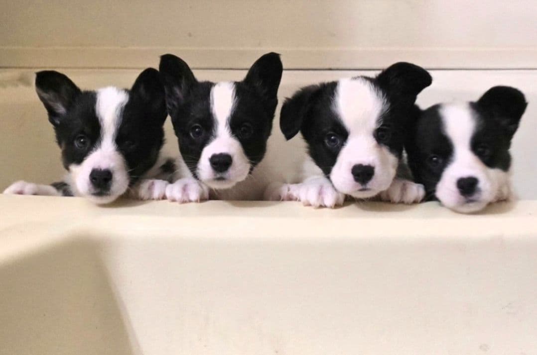 Cardigan Welsh Corgi Puppies breeder image 4