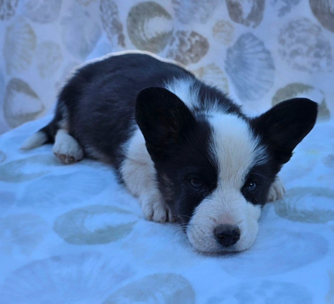 Cardigan Welsh Corgi Puppies breeder image 5