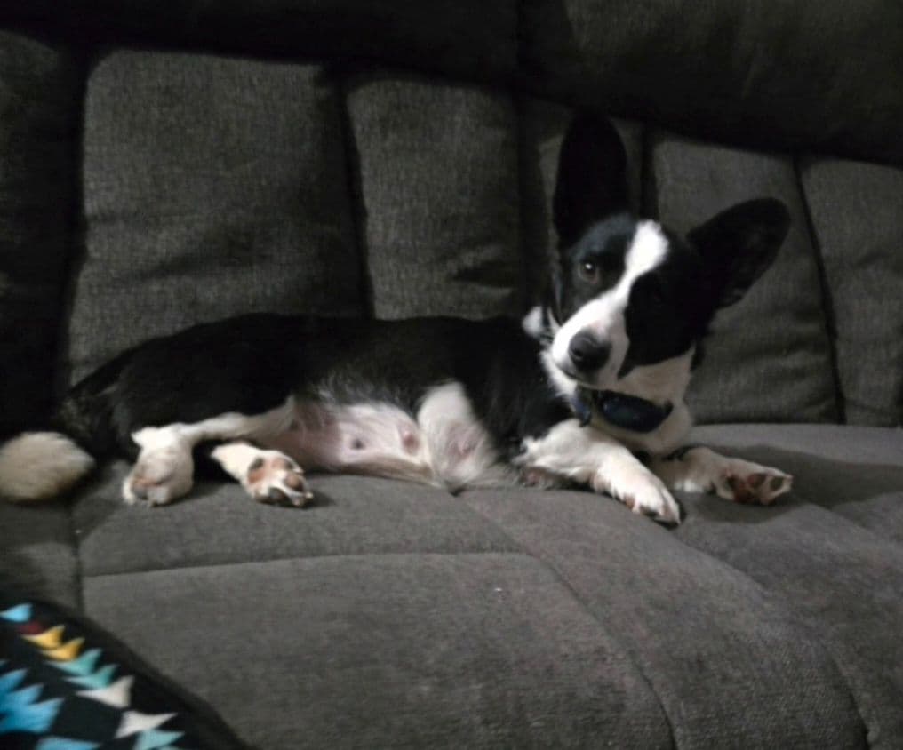 Cardigan Welsh Corgi Puppies breeder image 6