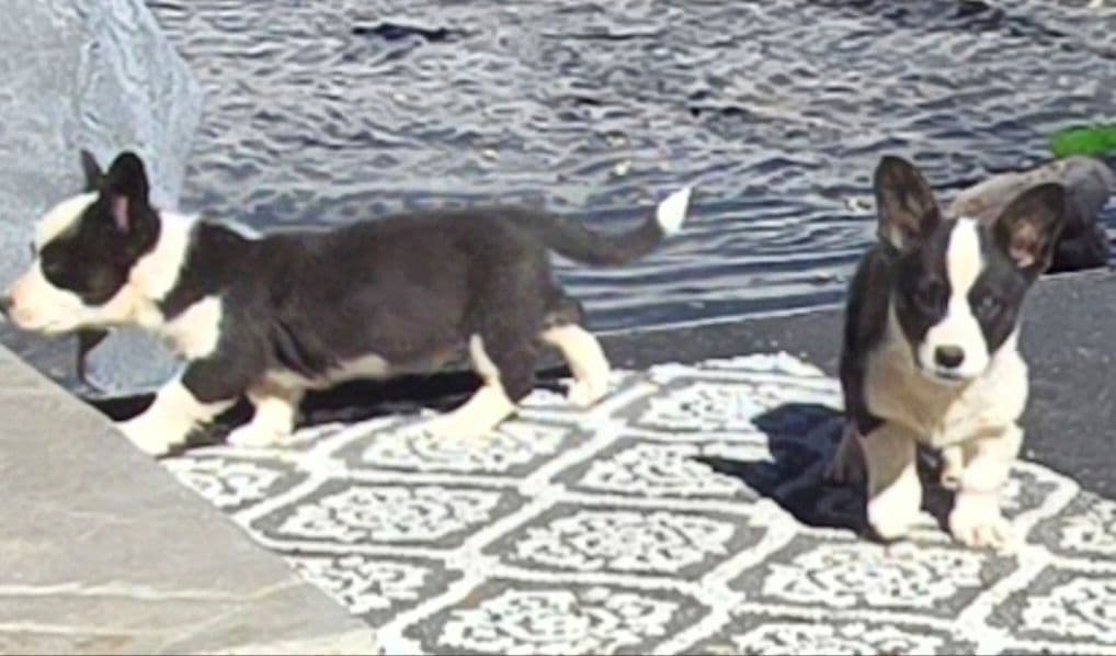 Cardigan Welsh Corgi Puppies breeder image 7