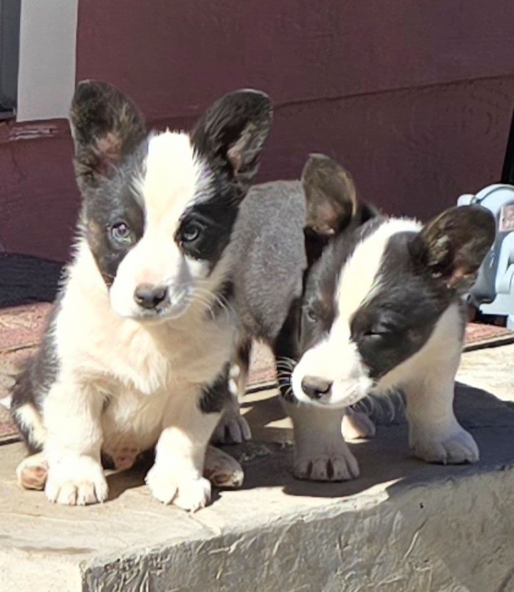 Cardigan Welsh Corgi Puppies breeder image 9