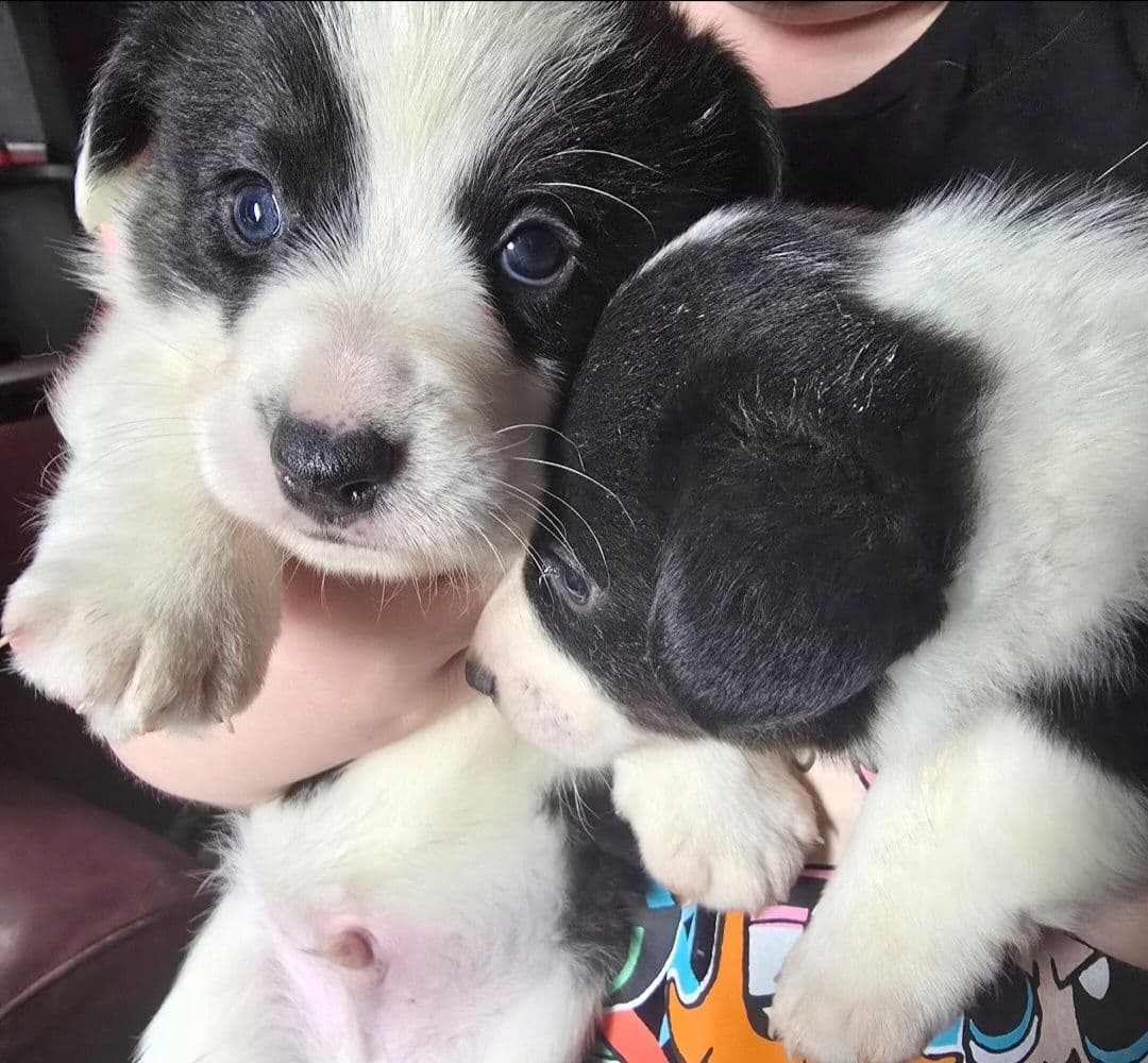 Cardigan Welsh Corgi Puppies breeder image 10