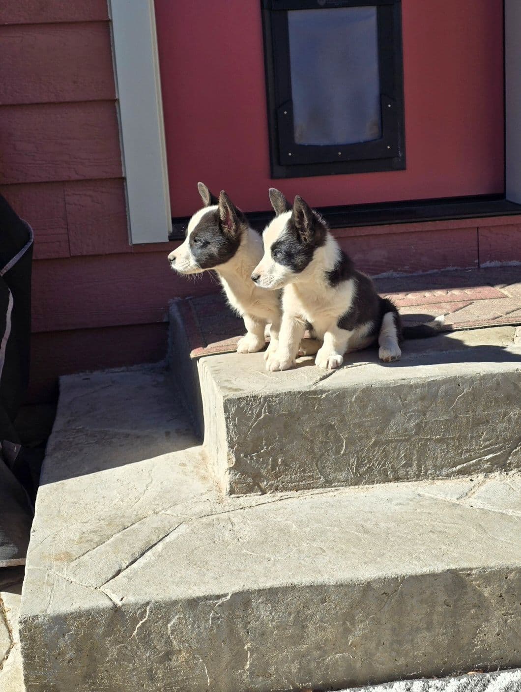 Cardigan Welsh Corgi Puppies breeder image 12