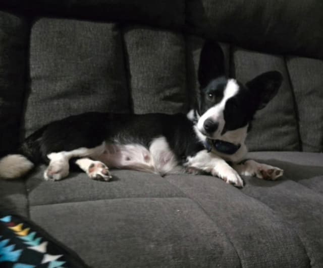 Cardigan Welsh Corgi Puppies media 2