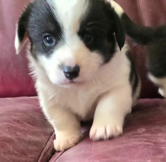 Cardigan Welsh Corgi Puppies media 4