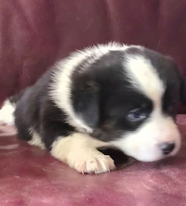 Cardigan Welsh Corgi Puppies media 5