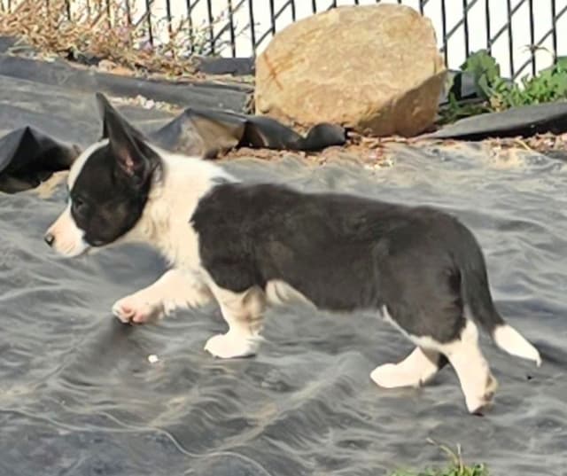 Cardigan Welsh Corgi Puppies media 7
