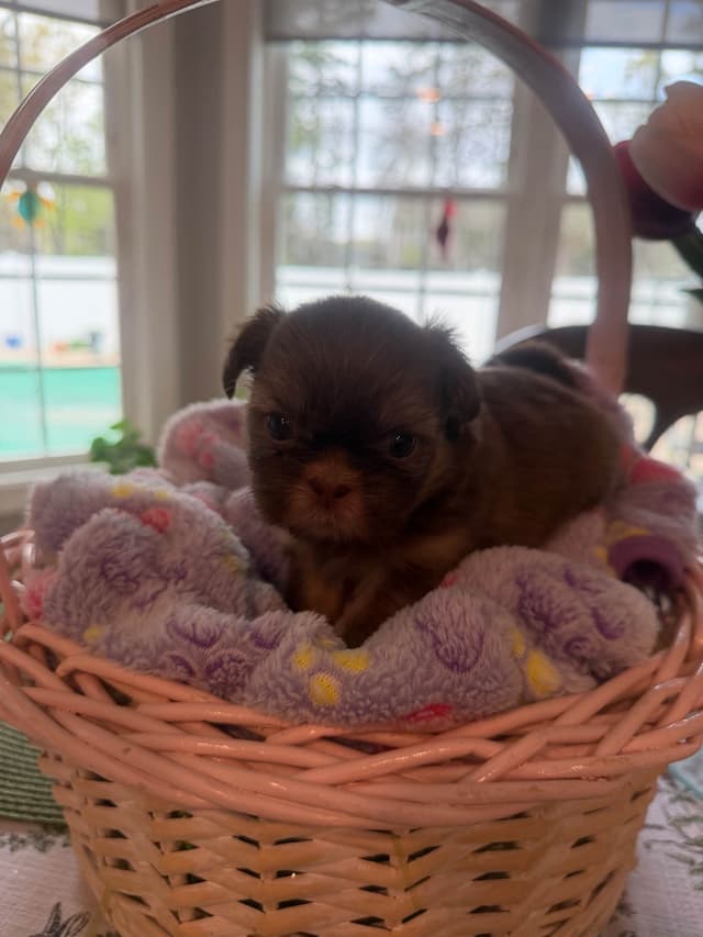 Shih Tzu Puppies media 2
