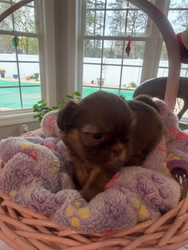 Shih Tzu Puppies media 3