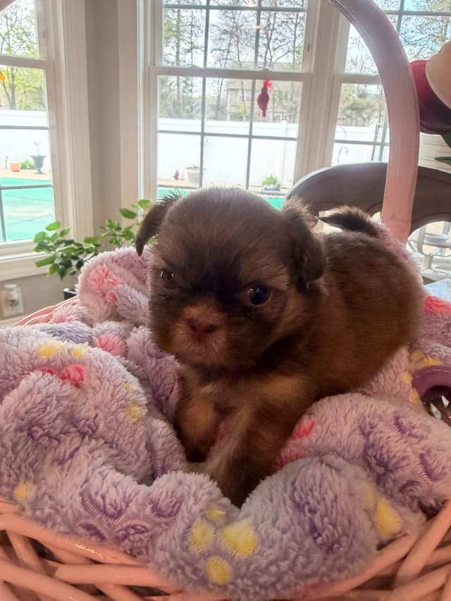 Shih Tzu Puppies media 4