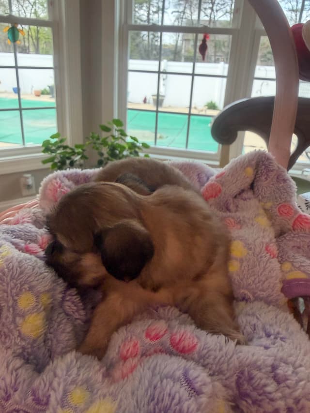 Shih Tzu Puppies media 5