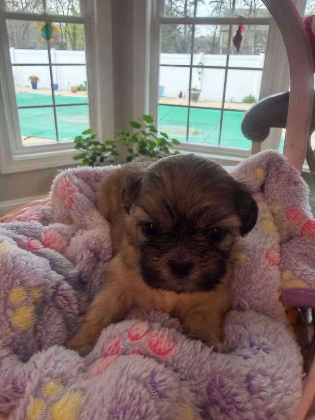 Shih Tzu Puppies media 6