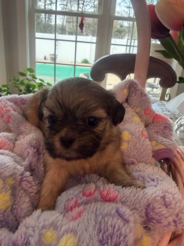 Shih Tzu Puppies media 7
