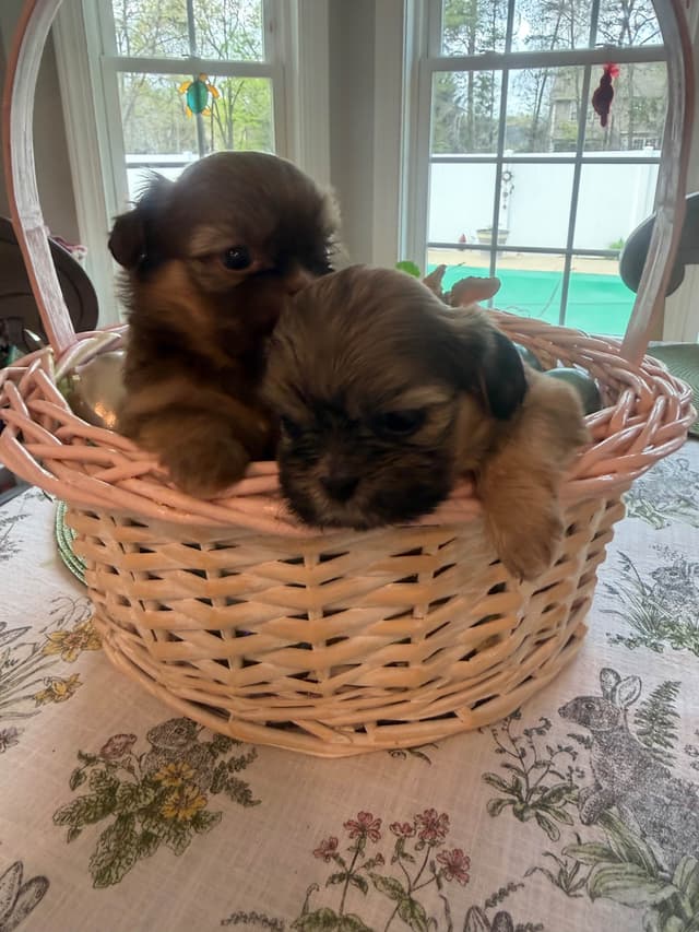 Shih Tzu Puppies media 8