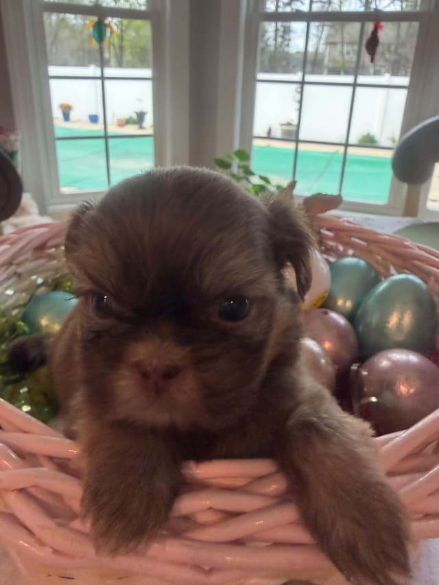 Shih Tzu Puppies media 9