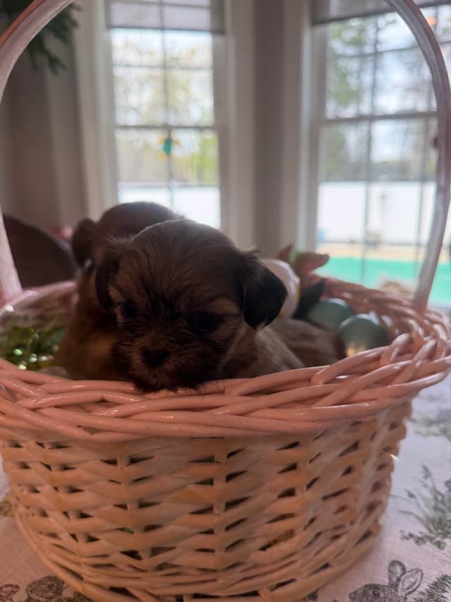 Shih Tzu Puppies media 10