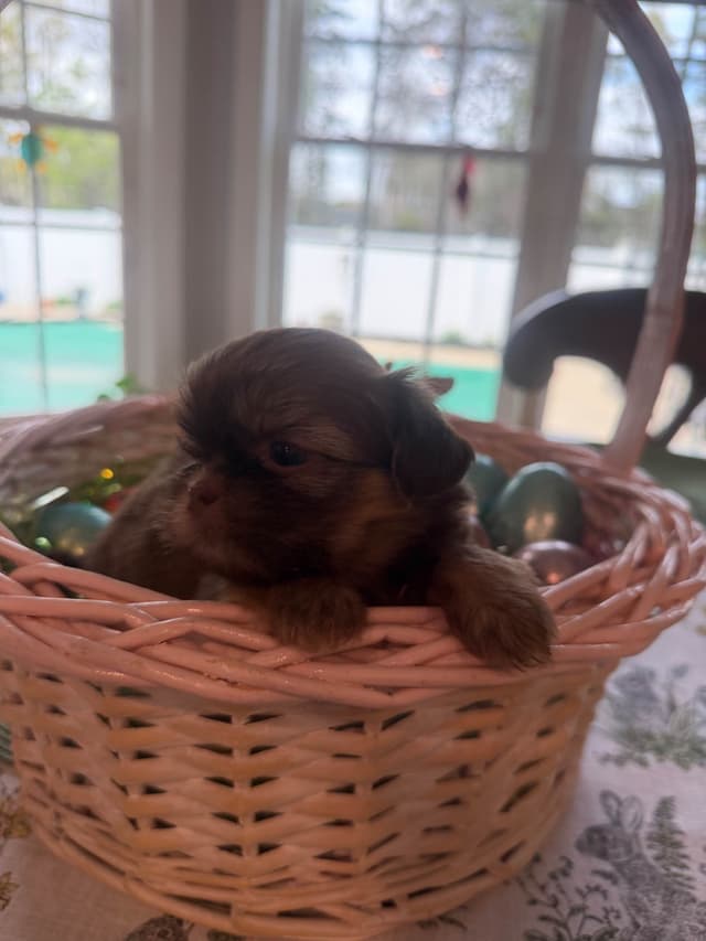 Shih Tzu Puppies media 11