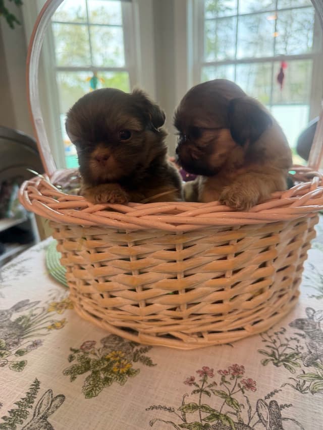 Shih Tzu Puppies media 12