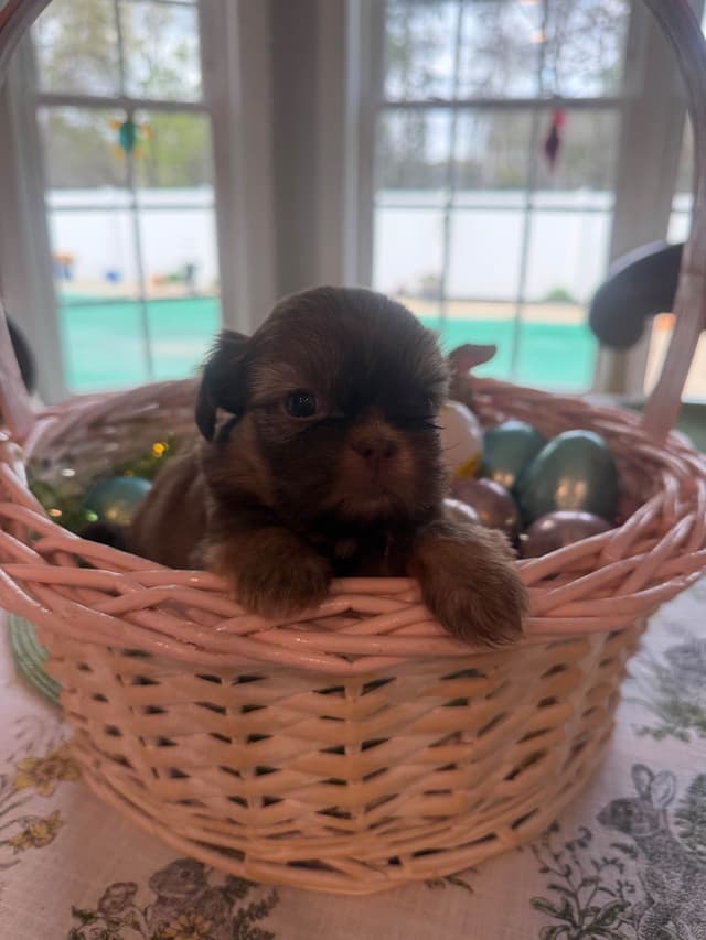 Shih Tzu Puppies media 14