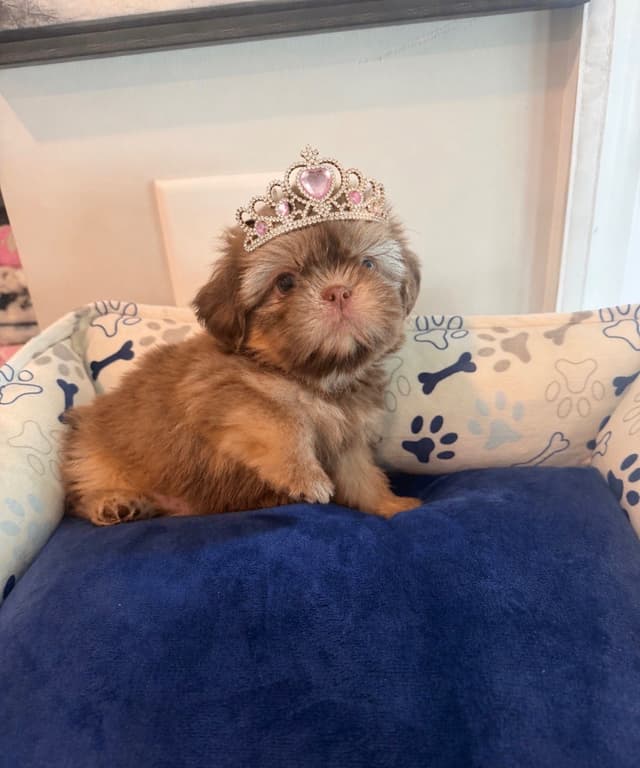 Shih Tzu Puppies media 15