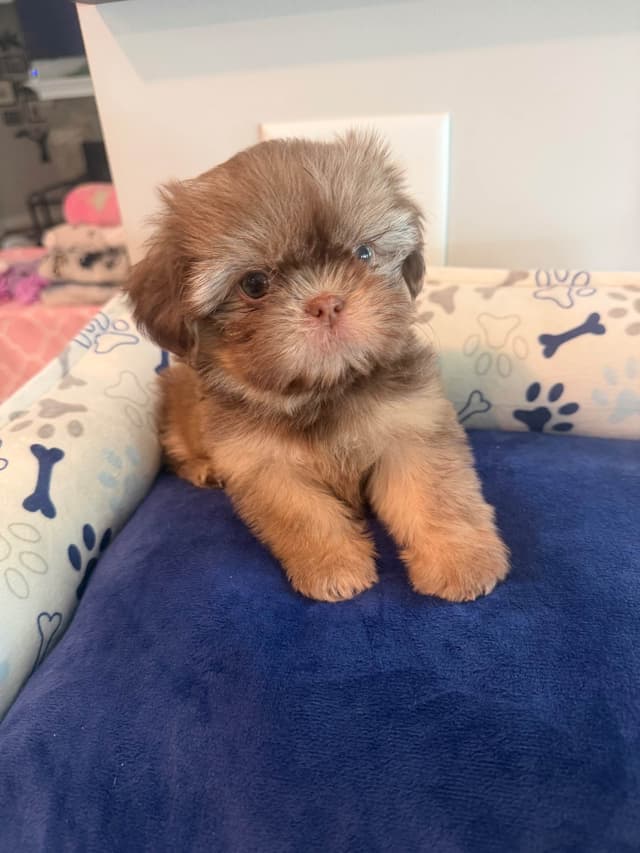 Shih Tzu Puppies media 17