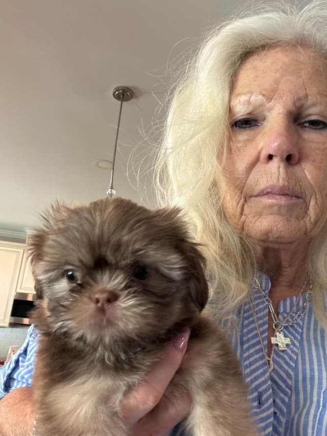 Shih Tzu Puppies media 18