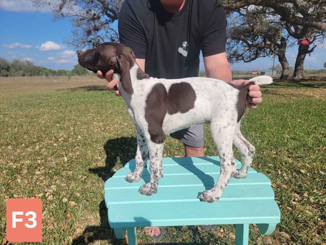 German Shorthaired Pointer Puppies media 2