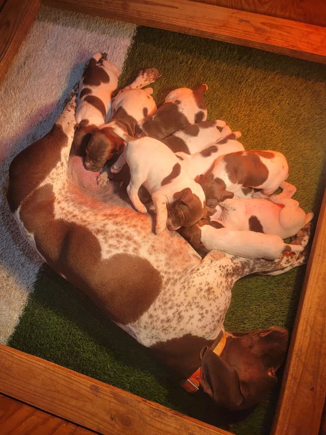 German Shorthaired Pointer Puppies media 4