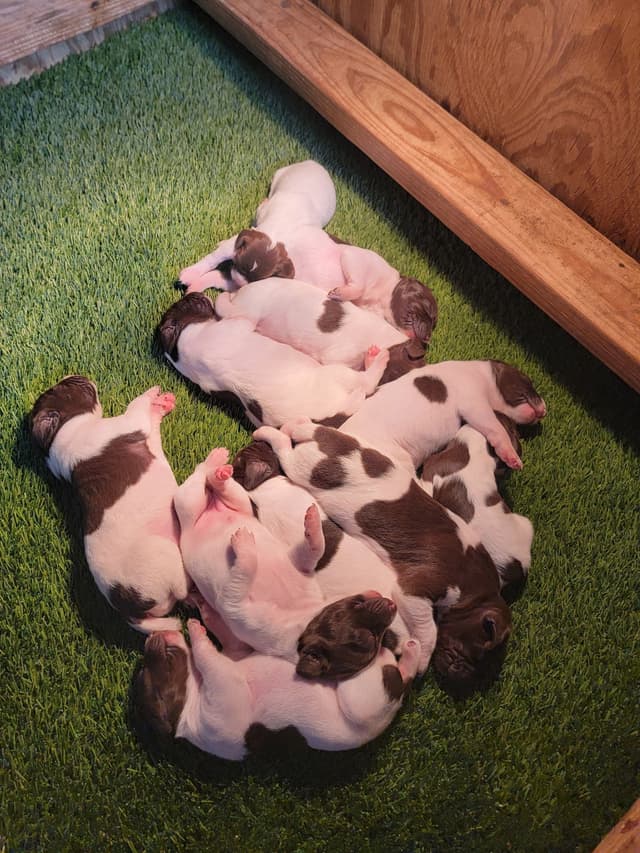 German Shorthaired Pointer Puppies media 5