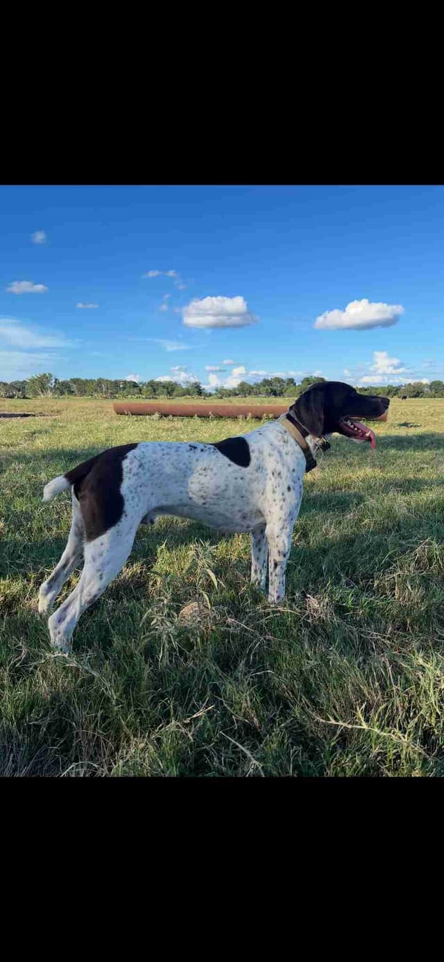 German Shorthaired Pointer Puppies media 6