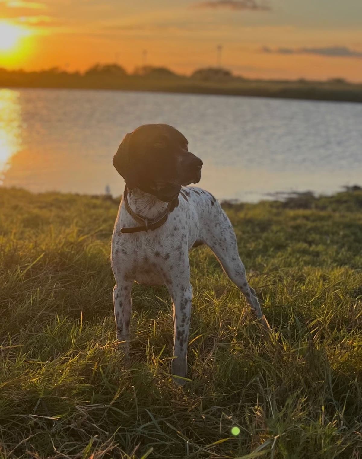 German Shorthaired Pointer Puppies breeder image 1