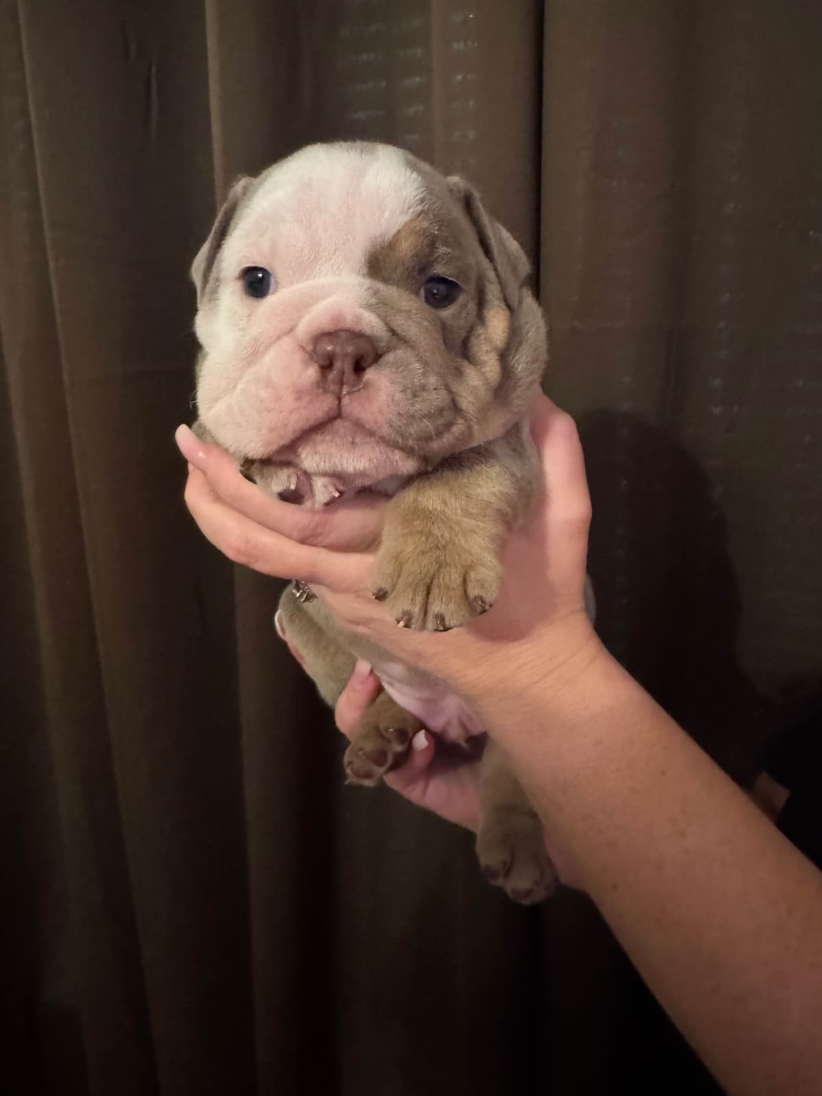 Bulldog Puppies breeder image 1