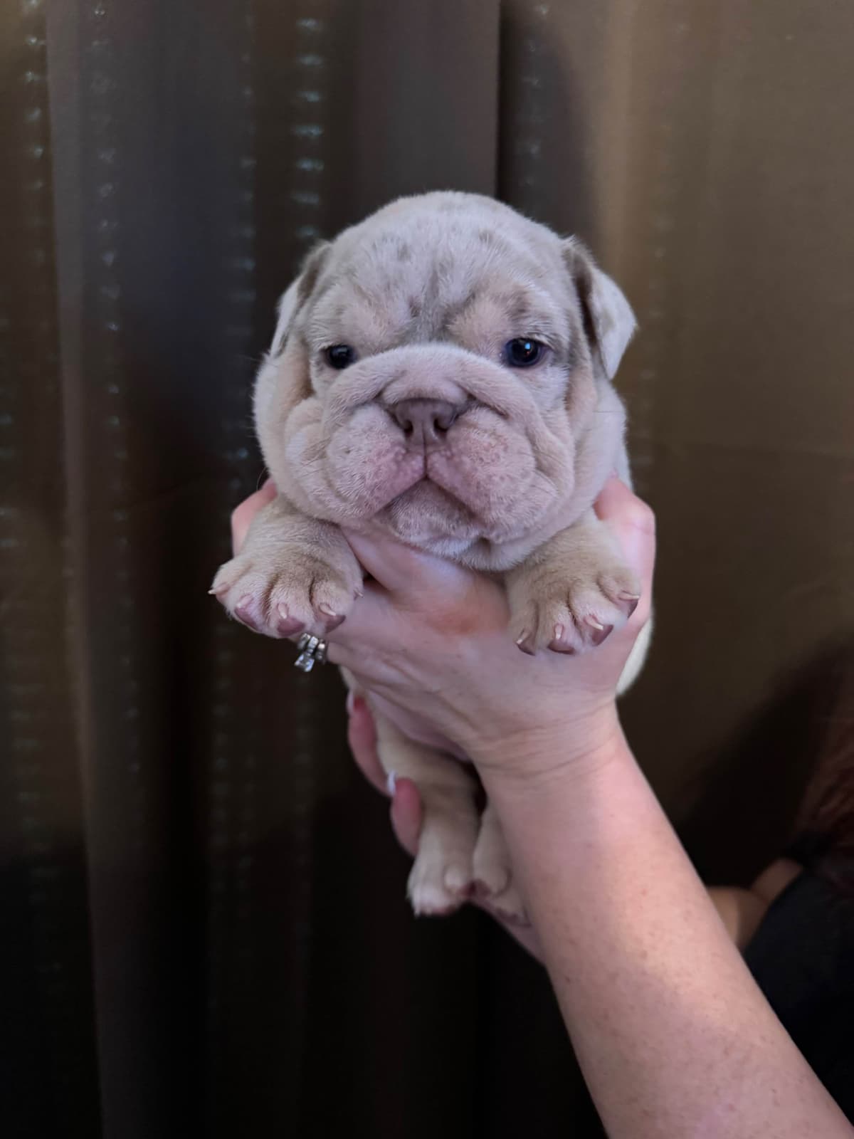 Bulldog Puppies breeder image 4