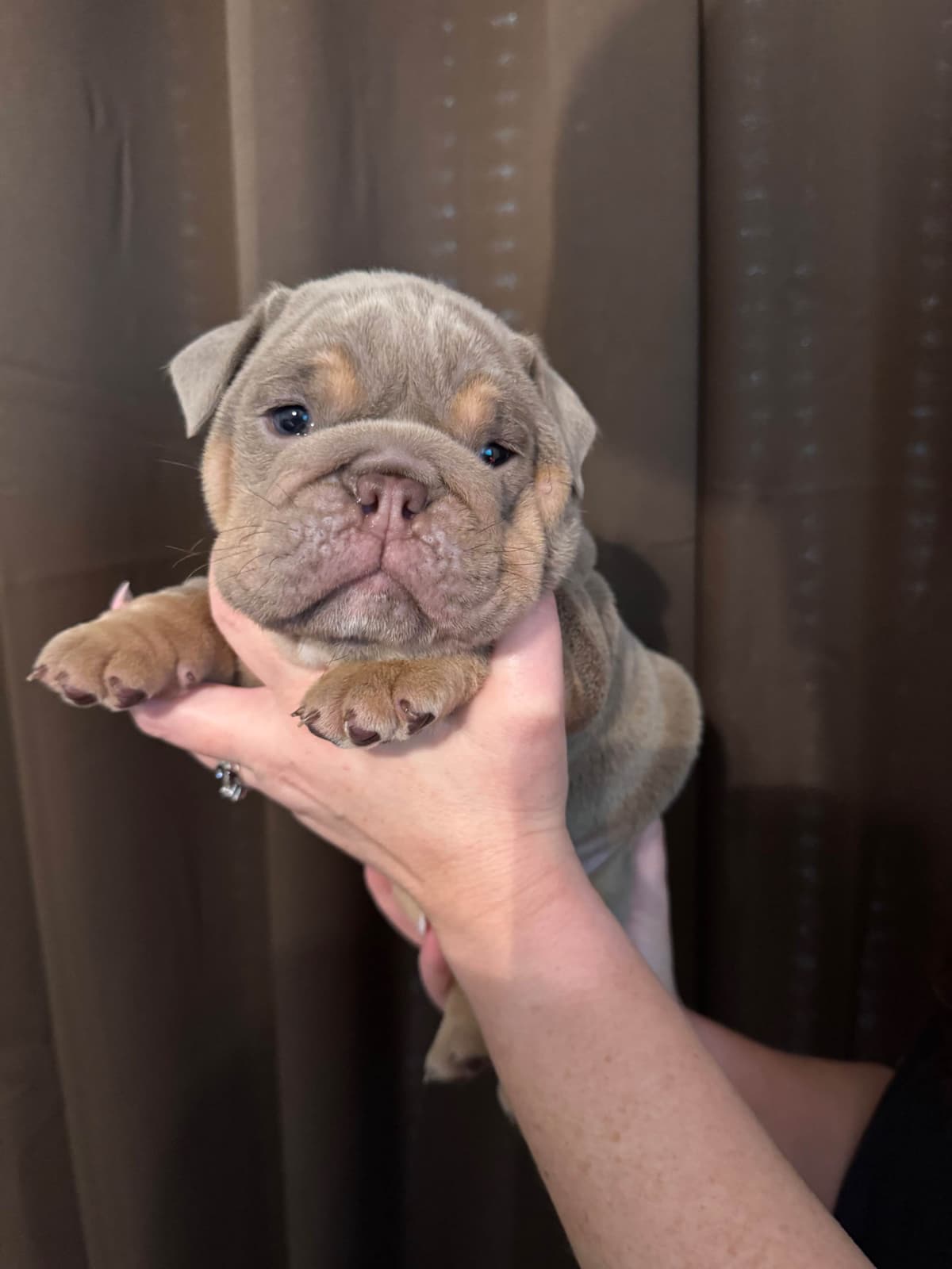 Bulldog Puppies breeder image 3