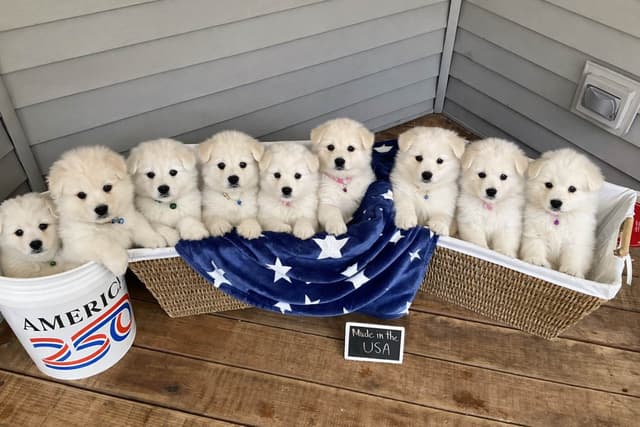 Katahdin Samoyeds media 2