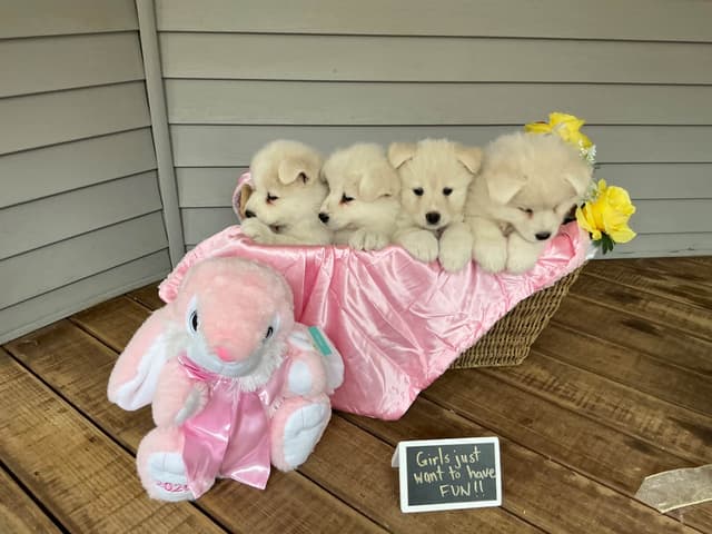 Katahdin Samoyeds media 3