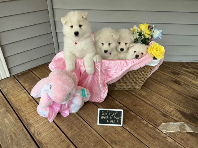 Katahdin Samoyeds media 4