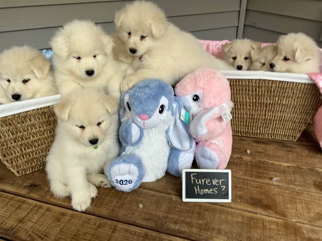 Katahdin Samoyeds media 5