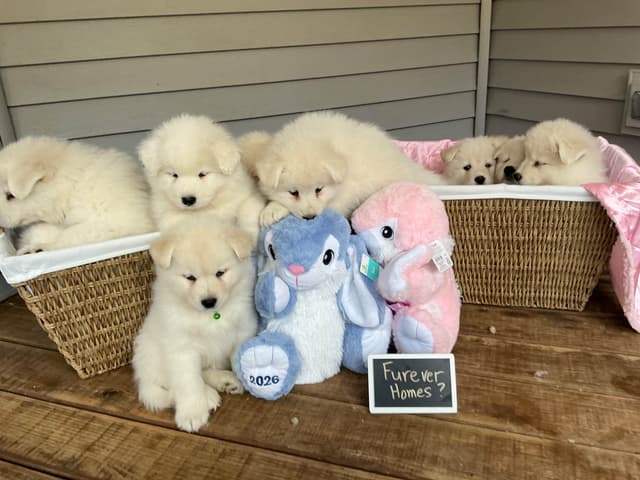 Katahdin Samoyeds media 6