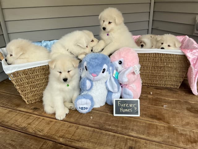 Katahdin Samoyeds media 7