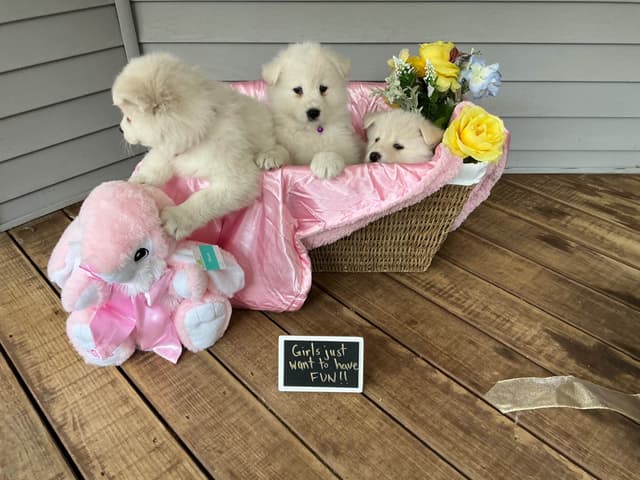 Katahdin Samoyeds media 9